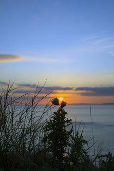 sunset over loop head with silhouetted wild tall thistles