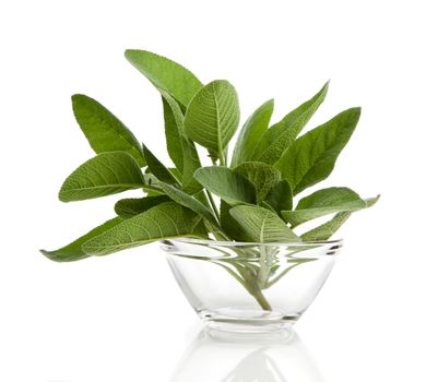 green leaves of sage, isolated on white background