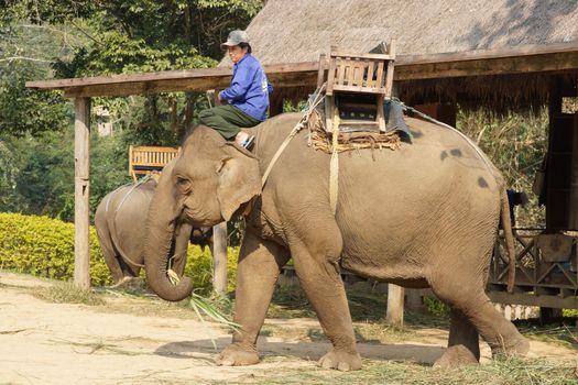 Elephant, Laos, Asia