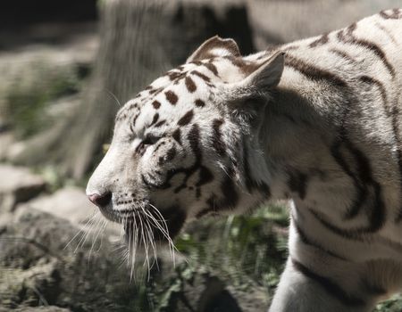 portrait white Bengal tiger 