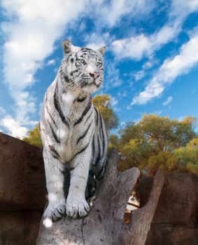 big white Bengal tiger 
