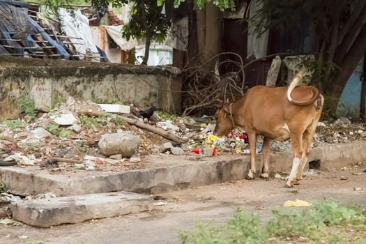 Sacred cow in th street india