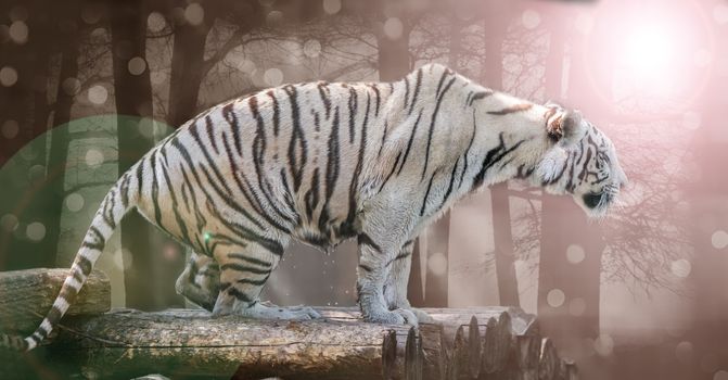 big white Bengal tiger 