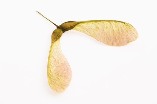 Two winged maple seeds attached to the stem