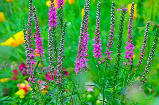 Common heather calluna vulgaris . Small honey forest plant and ornamental garden .