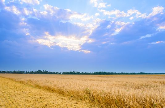 Beautiful Wheat Field under Blue Sky with Dramatic Sunset Clouds