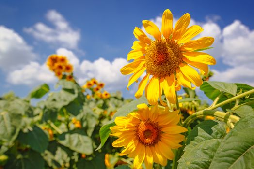 Blooming sunflower heads in cultivated crop field