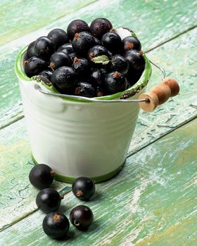Fresh Berries of Blackcurrant