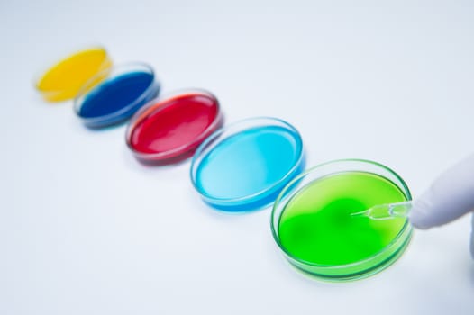 Pipetting coloured liquid into petri dishes