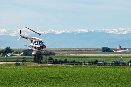 Helicopter used as a crop duster spraying insecticide on a cornfield.