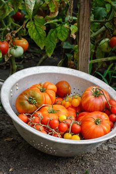 Tomatoes in colander