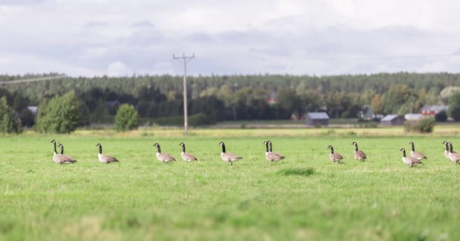 Canada Geese in Farm Field with forest behind.