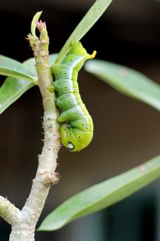 Image of green caterpillar on branch