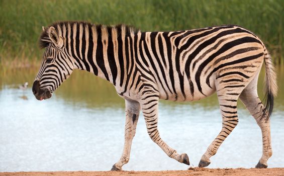 Burchells or Plains Zebra at a Waterhole