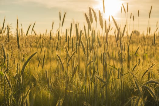 Grain field with a setting sun

