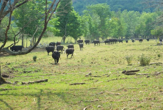 many black cows in a field, herd on country land