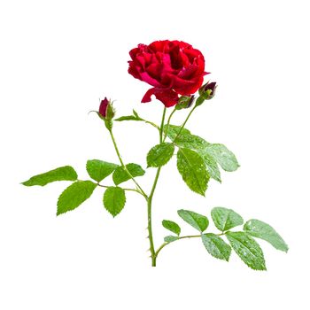 Red rose flowers with bud on branch, isolated on white backround