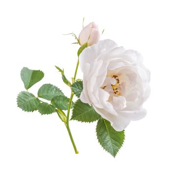 Rose flowers with leaves isolated on white backround