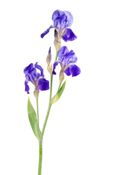 Iris flower 01
