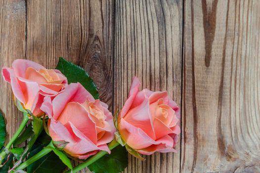 Roses flower on wooden rustic background