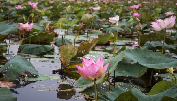 Lake of red lotus at Udonthani Thailand (unseen in Thailand)