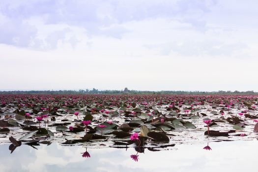 Lake of red lotus at Udonthani Thailand (unseen in Thailand)