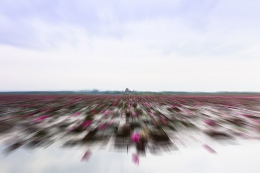 Lake of red lotus at Udonthani Thailand with radial blur backgro