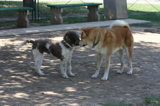 Dogs introducing in dog park