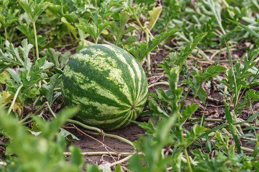 Growing watermelon on the field. Watermelon (Citrullus lanatus) in a vegetable garden
