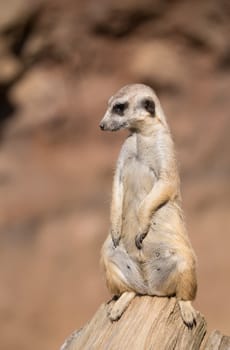 meerkat or suricate