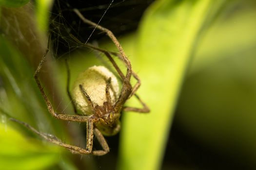 Licosidae spider carring her cocoon with youngs