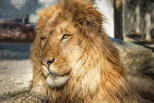Lion Portrait, Color Image