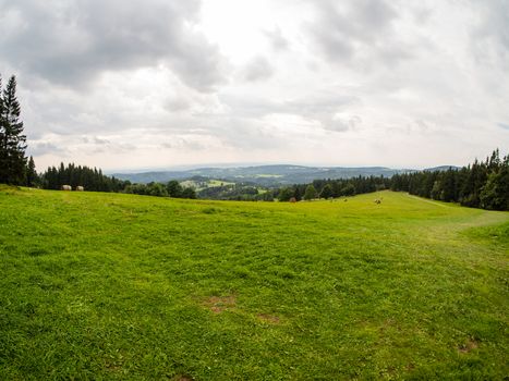 Grass and white cloudy sky, natural panorama