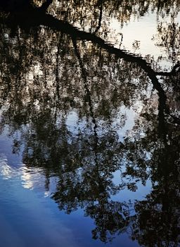 reflection of a tree on the water