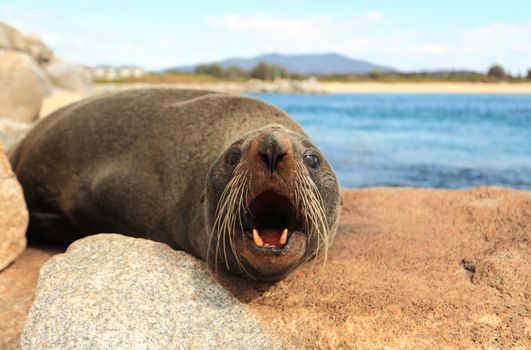 Australian Fur Seal says G'day