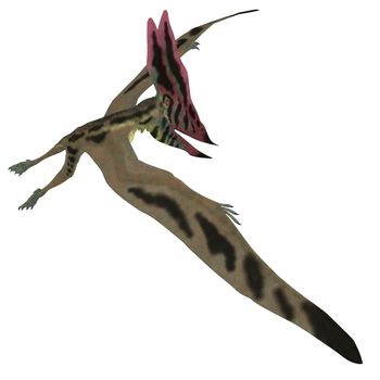 Thalassodromeus Pterosaur in Flight