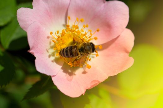 Bee on a  pink flower (rose hips). Macro of honey bee (Apis) on 