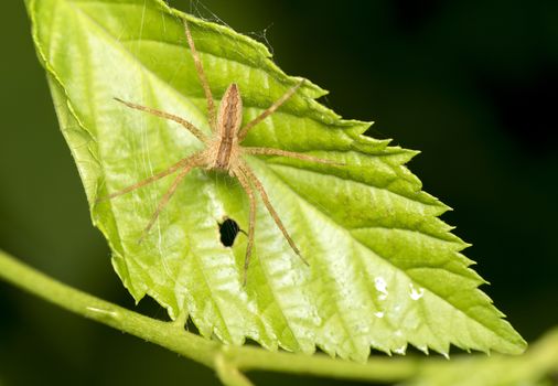 Close up photo of a spider on a leaf