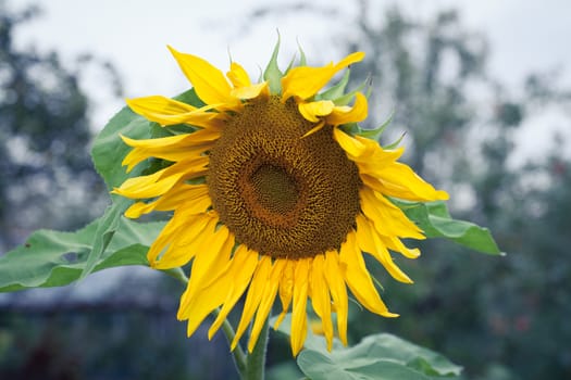 Sunflower Closeup Background