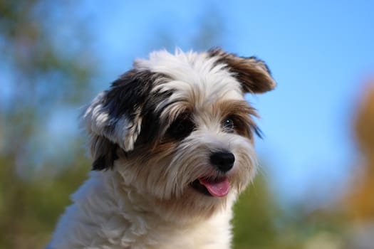 Portrait of a cute little puppy tricolor