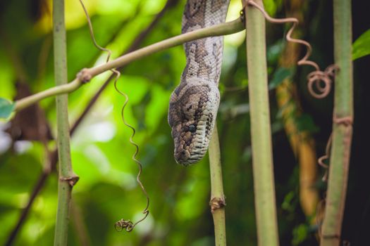 Python in a tree