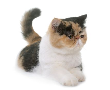 tricolor exotic shorthair cat