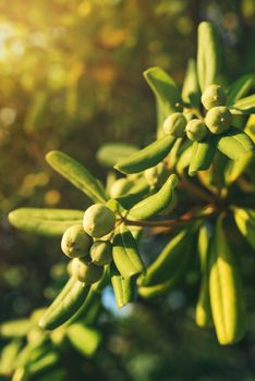 Oleaster shrub with olive like fruit, common live fencing plant on Adriatic coast region