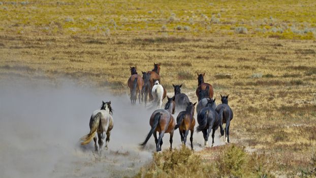 Departing herd of wild horses 