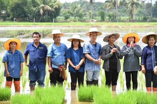 Farmers planting rice by demonstrating sufficient economy 