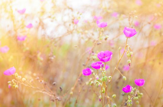 Beautiful pink poppies in grassy field with sunlight  streaming