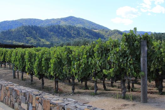 Vineyard of Napa in California.