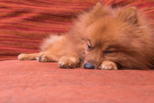 Pomeranian dog in hair shed period, sleeping on the sofa/focus o