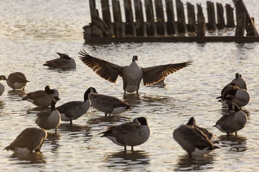 Flock of Canada Geese in Water