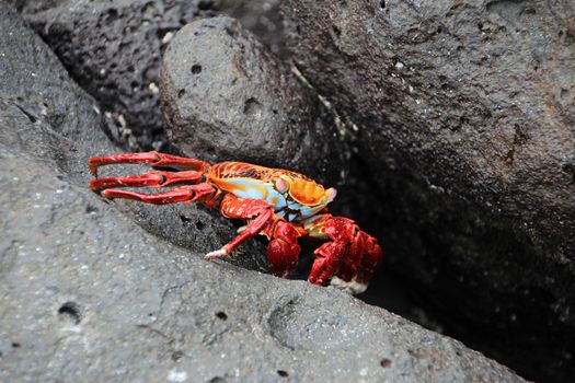 Grapsus crab on volcanic rock